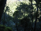 Lamington National Park