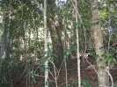 Lamington National Park