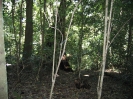 Lamington National Park