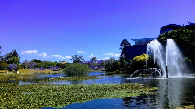 Jacaranda@UQ Lake