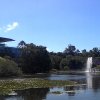 Jacaranda@UQ Lake