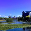 Jacaranda@UQ Lake