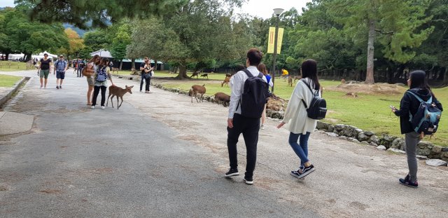 Nara Park - Free Random Deer