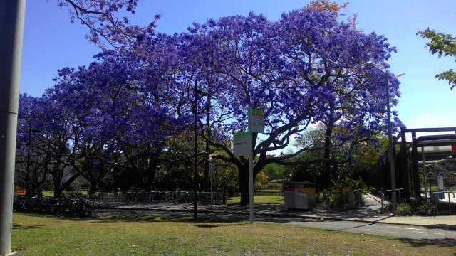 Bus Stop Near UQ Lake