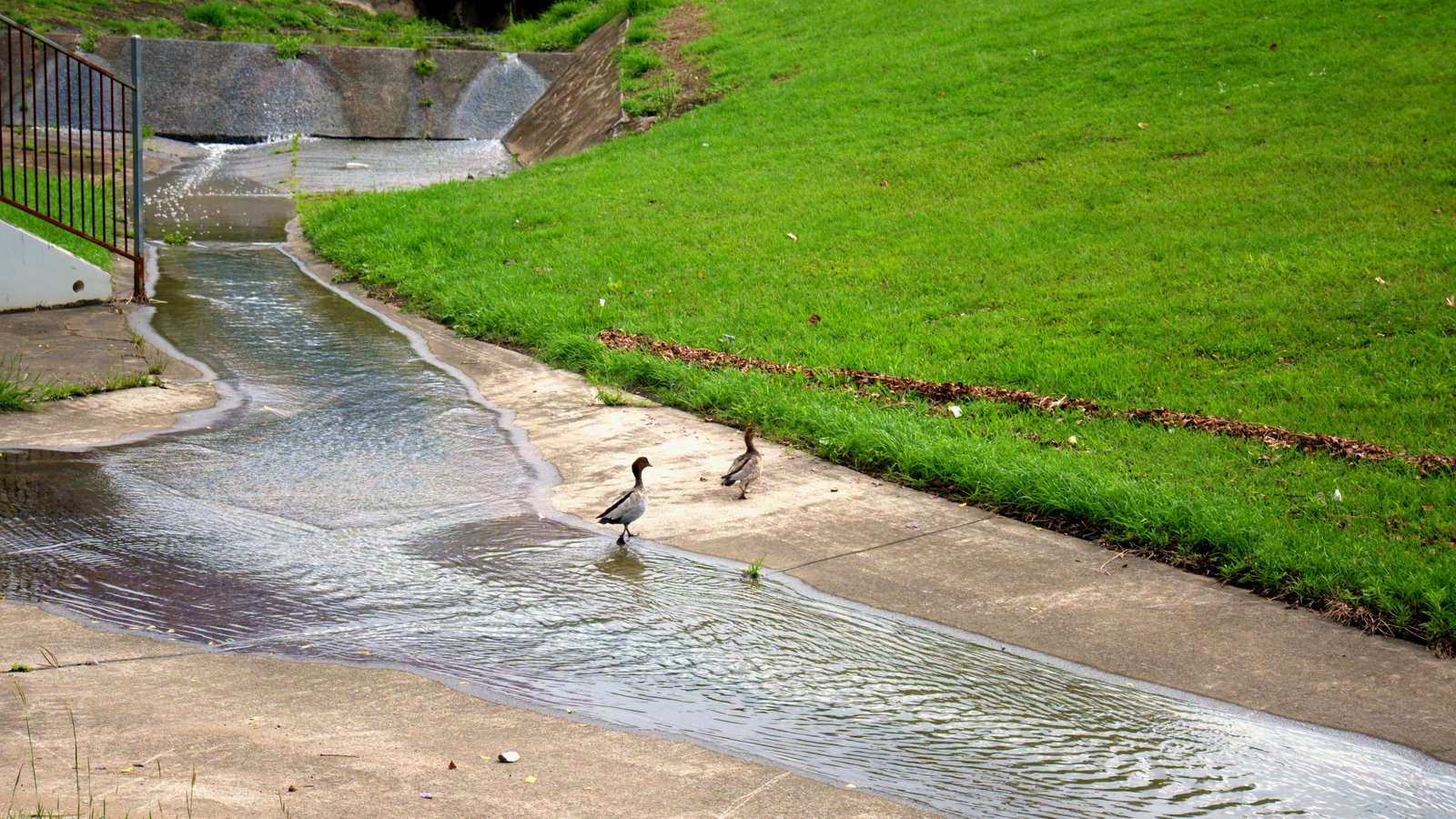 Two ducks wading in a shallow concrete creek channel beside a grassy bank in Goodna after rain