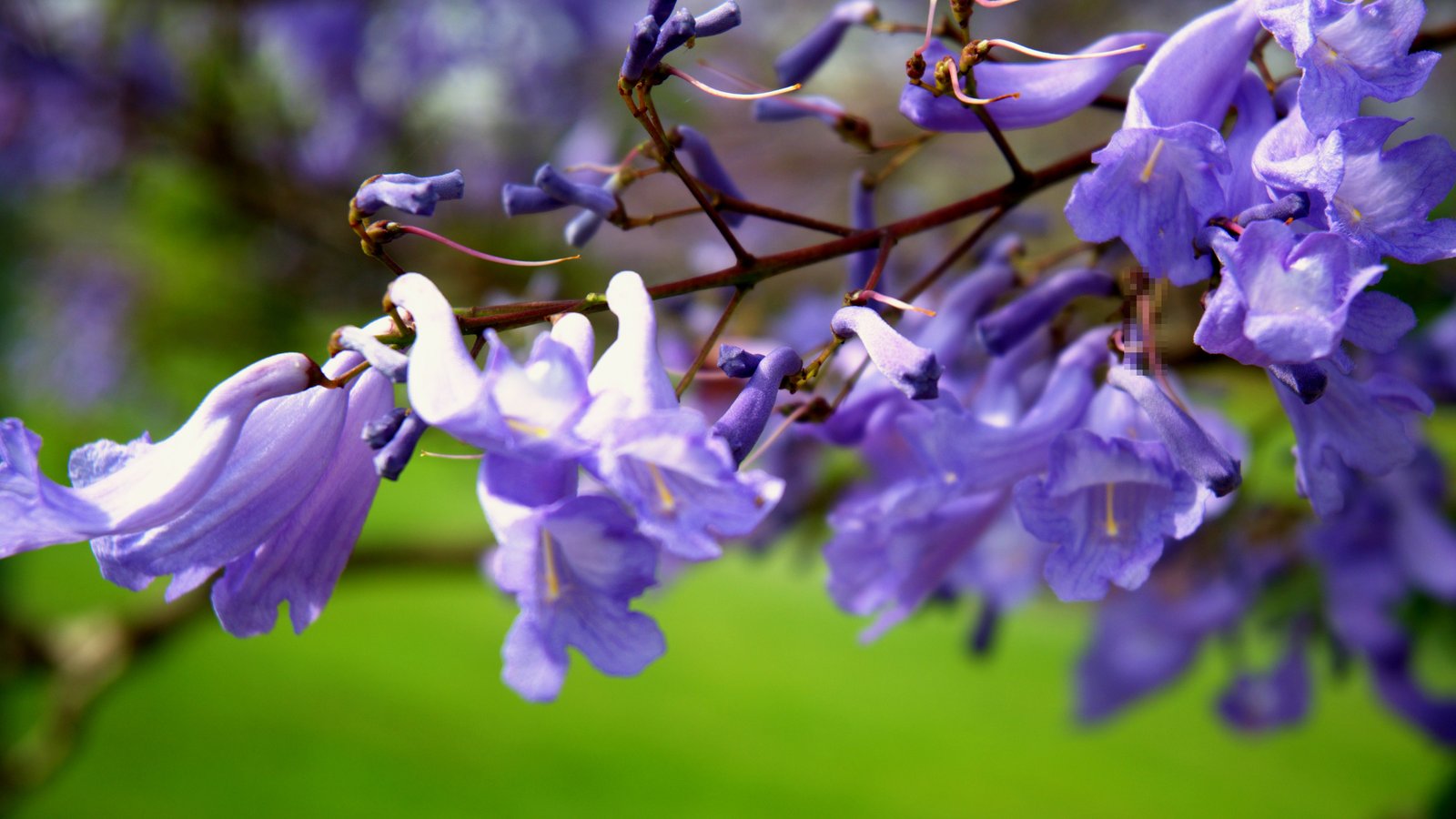 Close-up of jacaranda flower bells on a branch against a green background