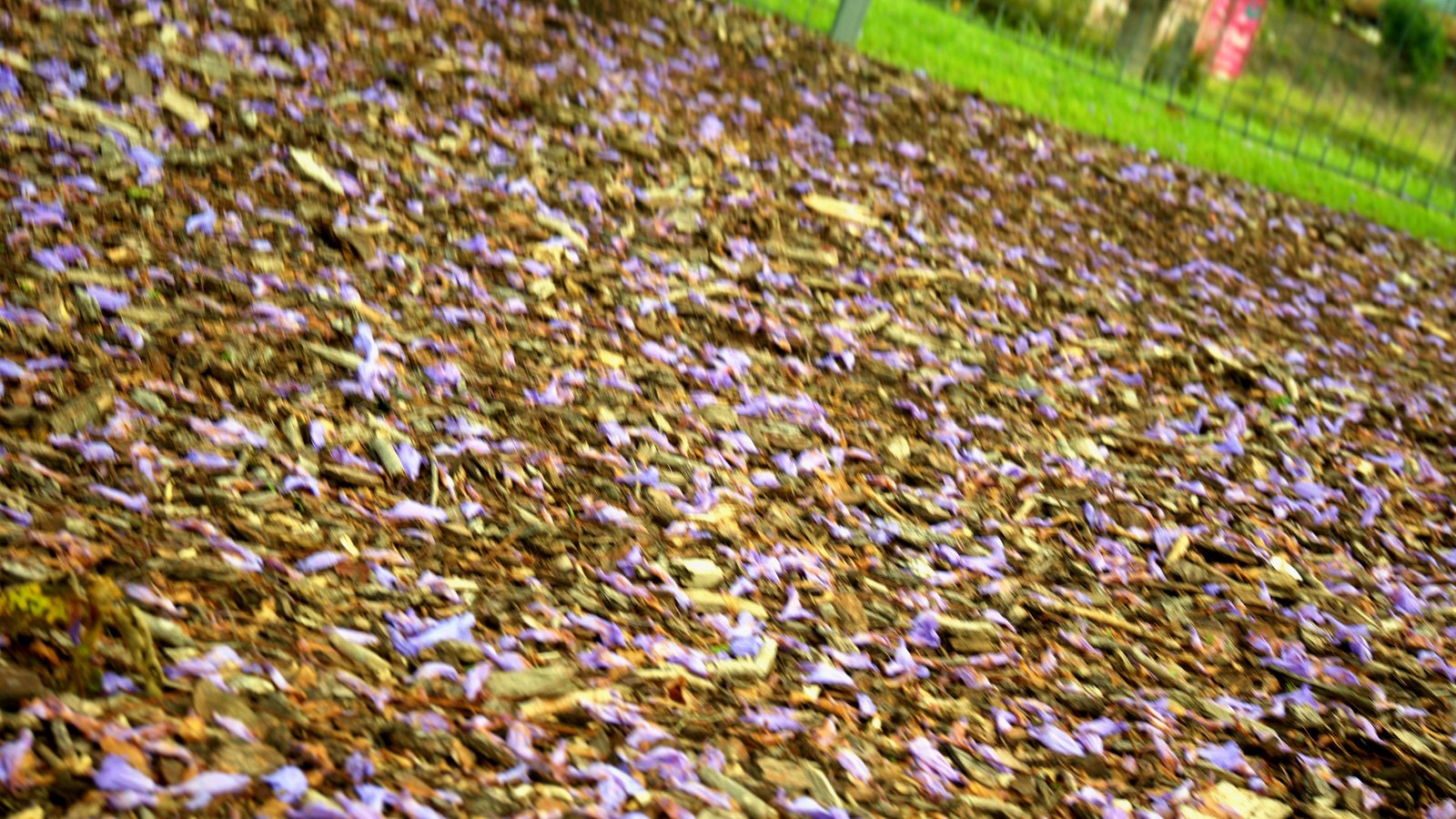Close-up of fallen jacaranda petals and leaves covering the ground under a tree in Goodna after rain