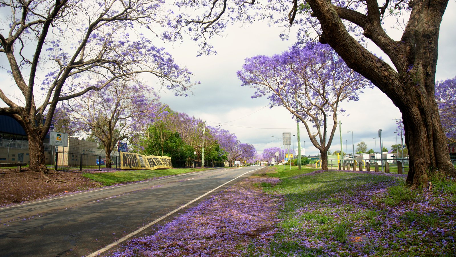 A road in Goodna lined with jacaranda trees in bloom, fallen purple petals covering the grass verge beside the road