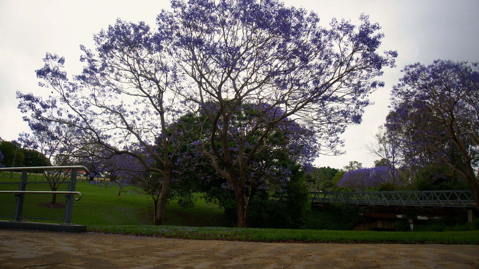 A big jacaranda behind a paved path and railing in a Goodna park, with more trees in bloom in the background
