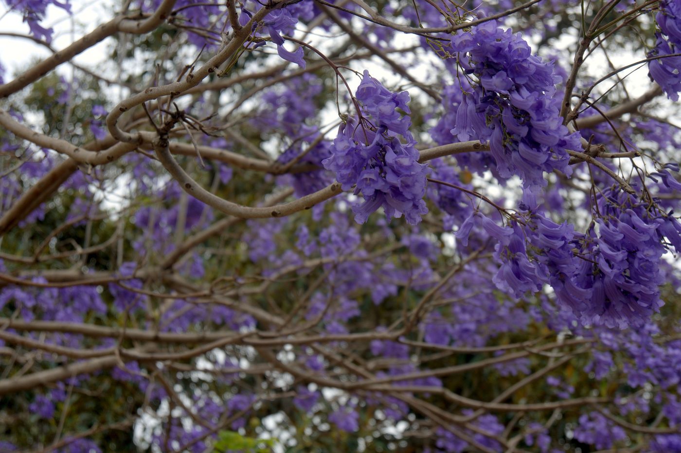 Looking up into the canopy: clusters of violet jacaranda flowers on grey branches under an overcast sky