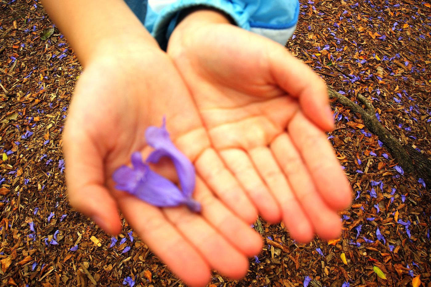 A single fallen jacaranda flower held in two small hands, above a path covered in purple petals