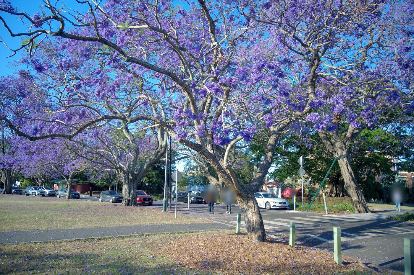 Jacarandas in full bloom arching over the park road at New Farm Park under a clear blue sky, October 2023
