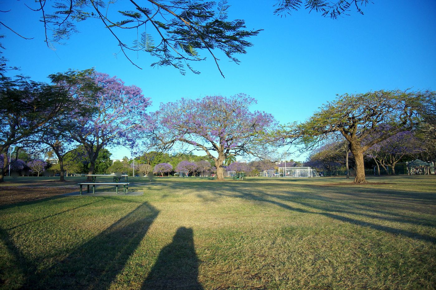 Long late-afternoon shadows across the New Farm Park lawn towards a line of jacarandas, October 2023
