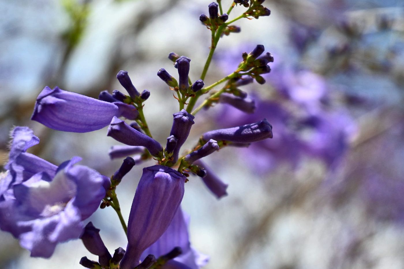 Close-up of fresh jacaranda flowers and dark buds at UQ Lakes, St Lucia, 5 October 2026