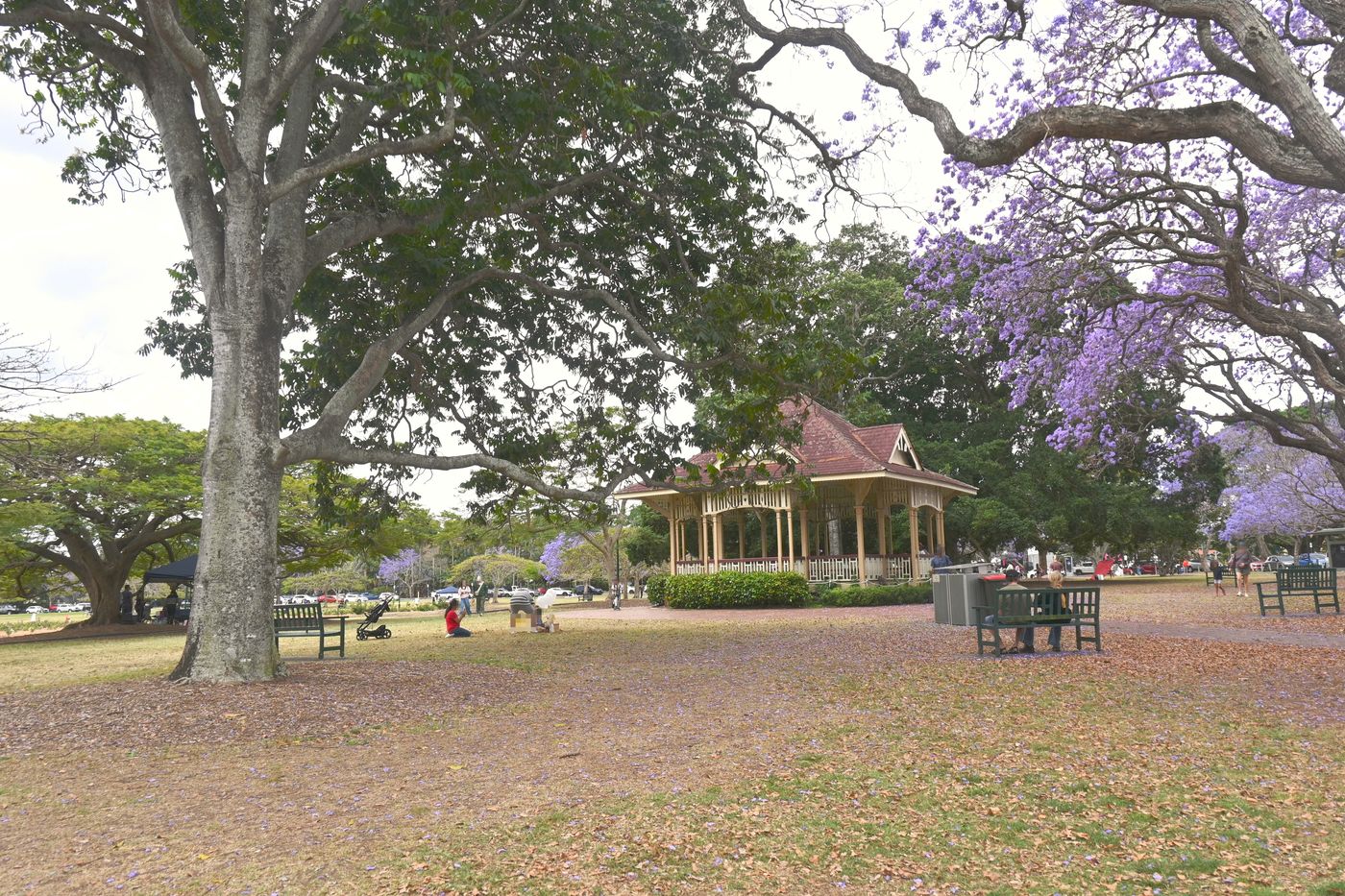 The New Farm Park rotunda behind large jacaranda trees in full bloom on an overcast October day