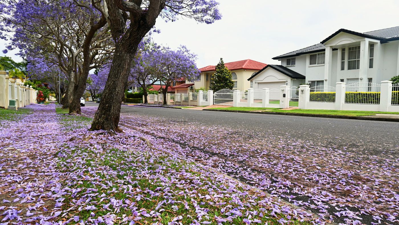 Fallen jacaranda petals covering the grass verge and road edge under purple street trees in Sunnybank Hills