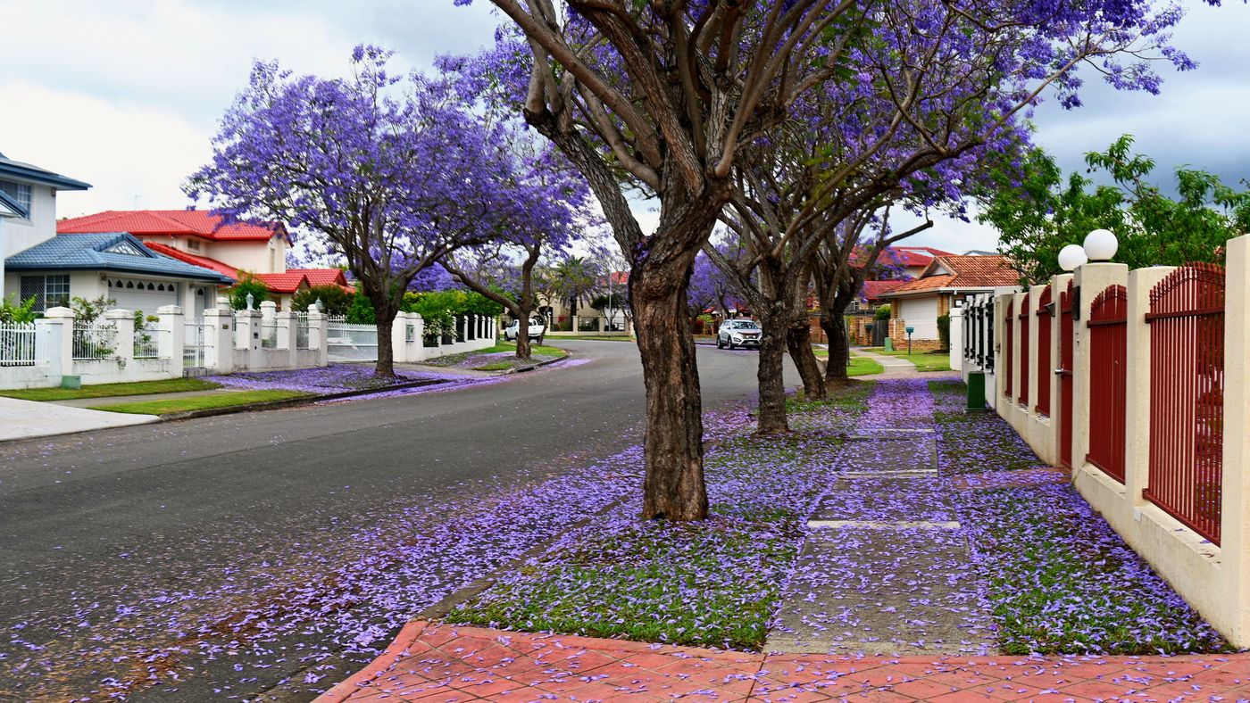 An empty footpath under a row of jacaranda trees beside a brick fence, petals on the path and verge