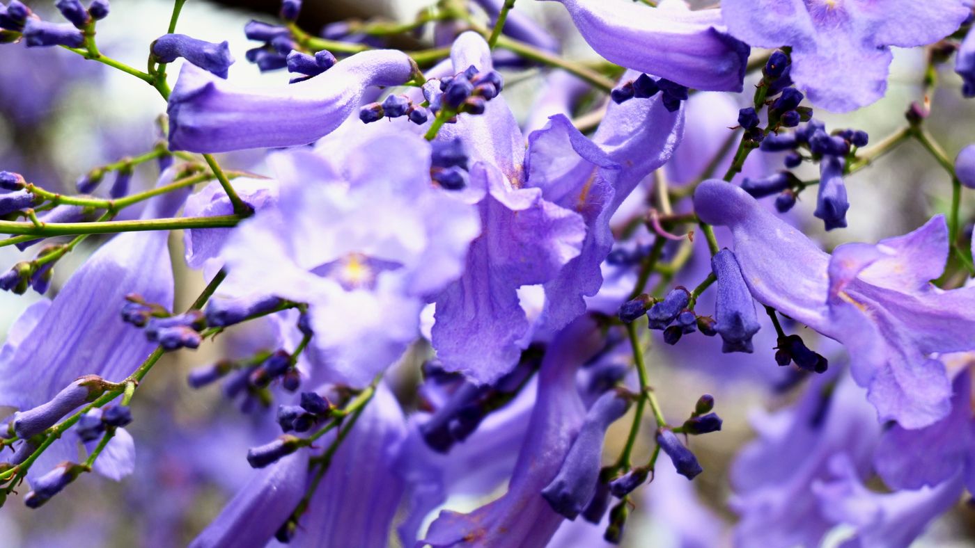 Close-up of jacaranda flowers and buds on a branch, shot with close focus and a shallow depth of field