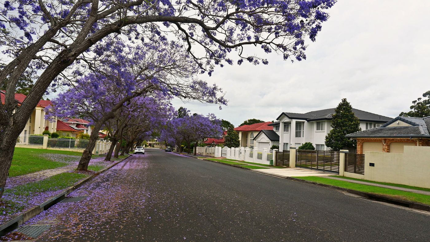 A quiet Sunnybank Hills street with jacaranda branches arching over the road and footpath