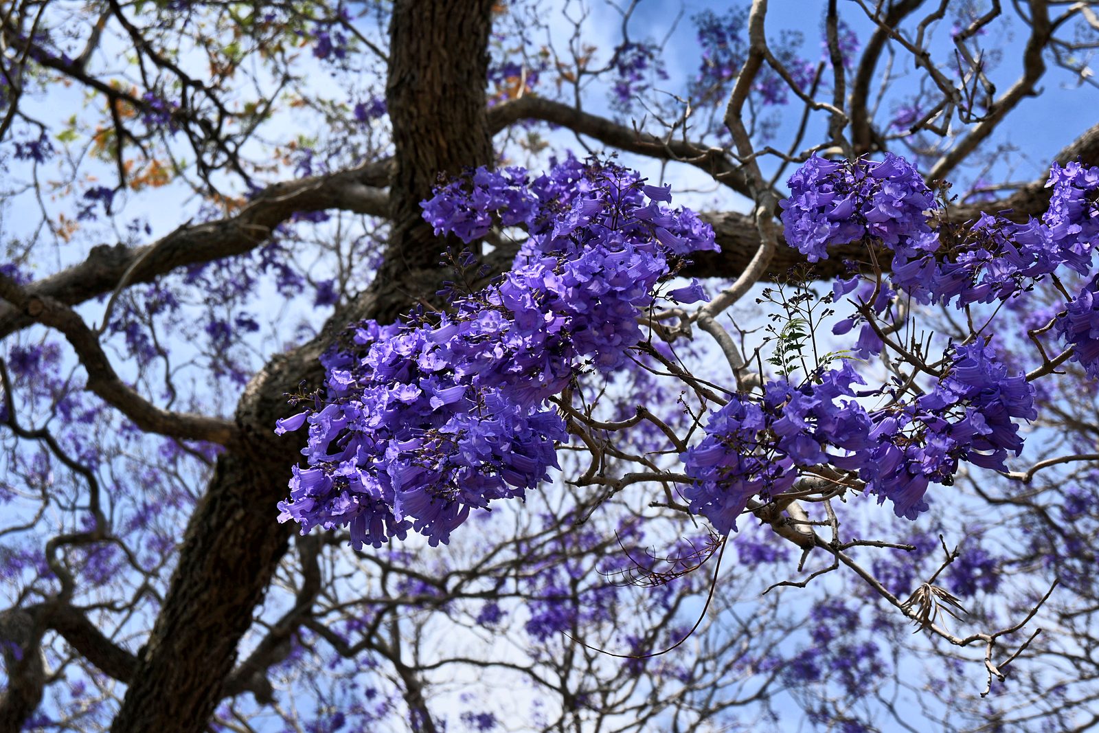 Purple jacaranda flower clusters on a branch against blue sky