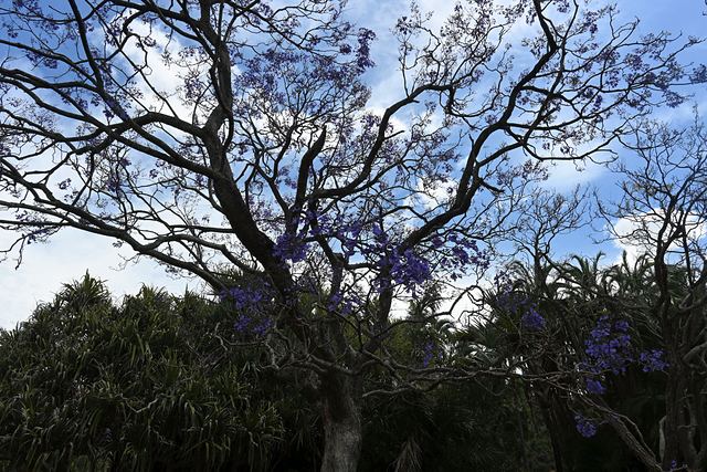 Silhouette of a jacaranda tree with a few purple flowers against the sky