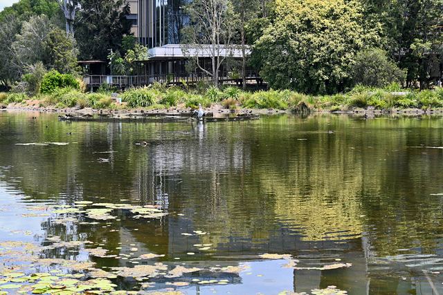 Lily pads and building reflections on the water at UQ Lakes