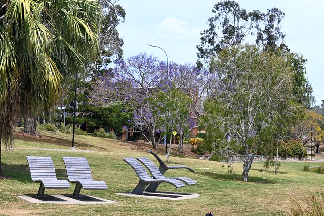 Timber lounge chairs on a lawn with flowering jacarandas behind, UQ St Lucia