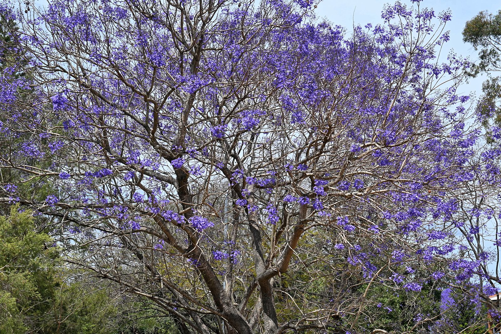 A jacaranda tree in partial bloom in early October at UQ