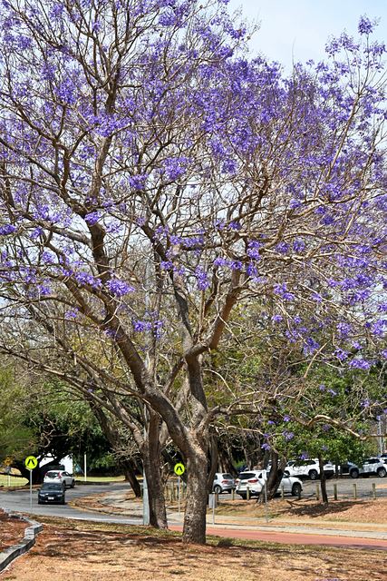 A tall jacaranda in bloom beside a road and car park at UQ