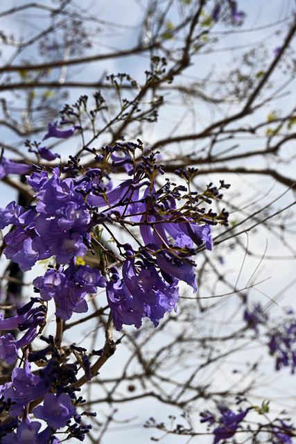 Jacaranda flowers and dark buds on the same branch