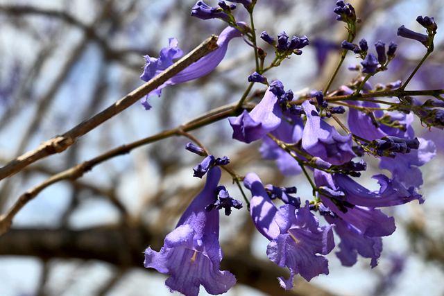 Jacaranda flowers with buds still closed