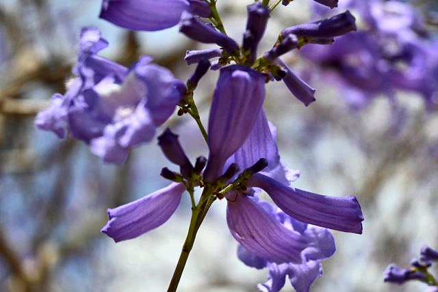 Close-up of a jacaranda flower cluster at UQ St Lucia