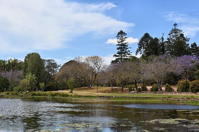 Trees on the far bank of UQ Lakes with a few jacarandas in flower