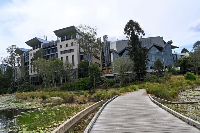 Timber boardwalk across the wetland at UQ Lakes